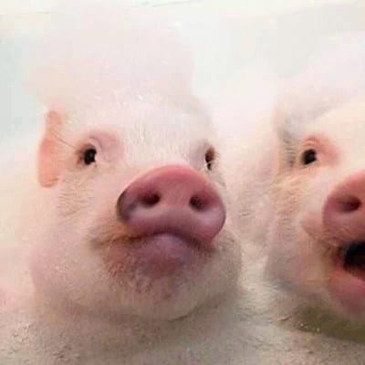 Ayu Tingting avatar